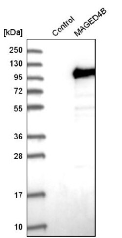 MAGED4B Antibody, Novus Biologicals:Antibodies:Primary Antibodies